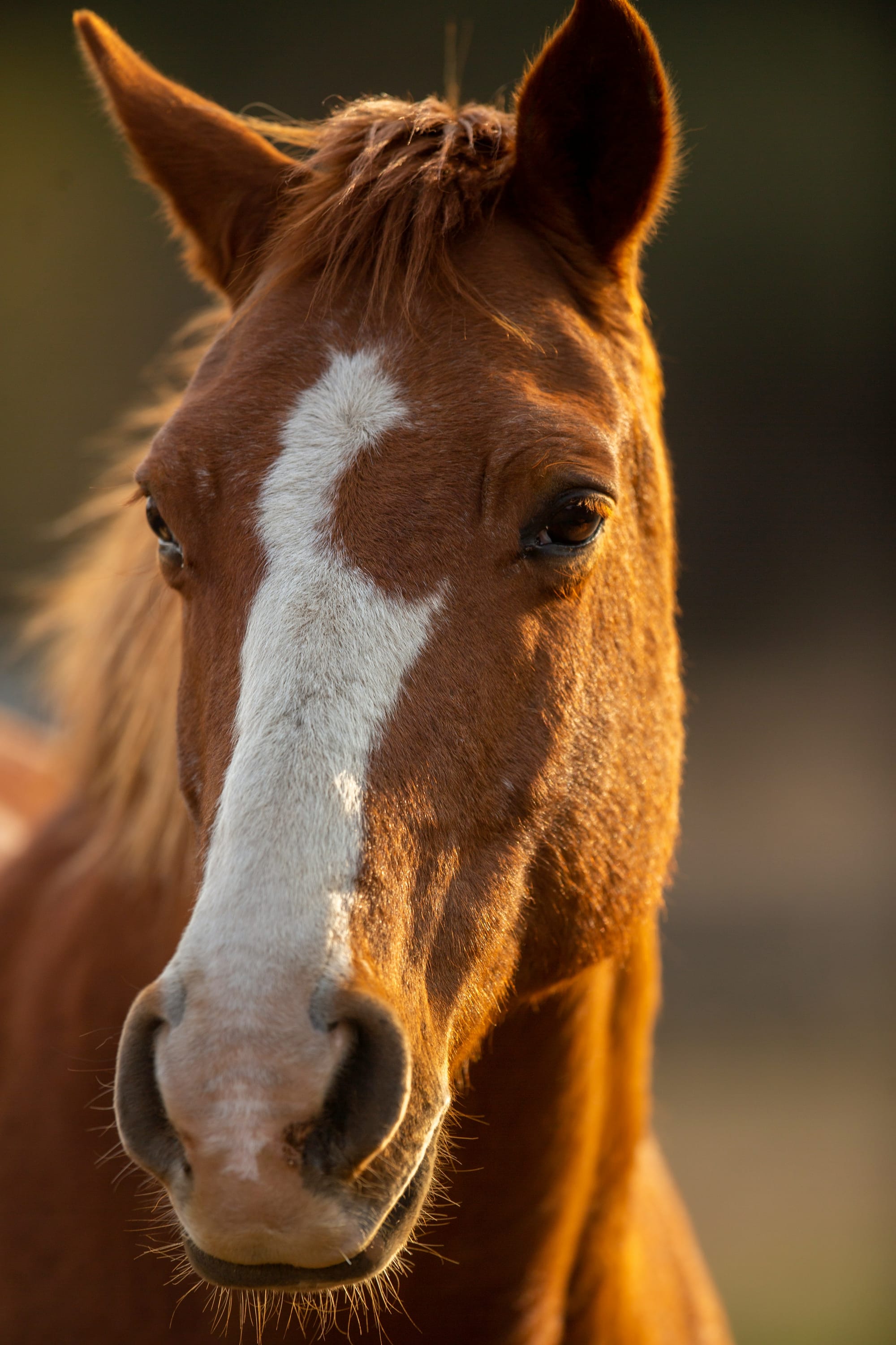 A close-up portrait of a chestnut brown horse with a white blaze down its face, glowing warmly in golden sunlight.