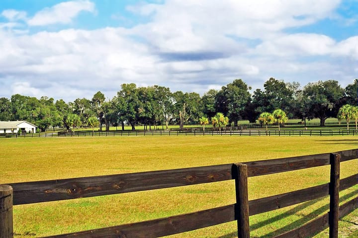 Picture of a horse farm in Ocala Florida 