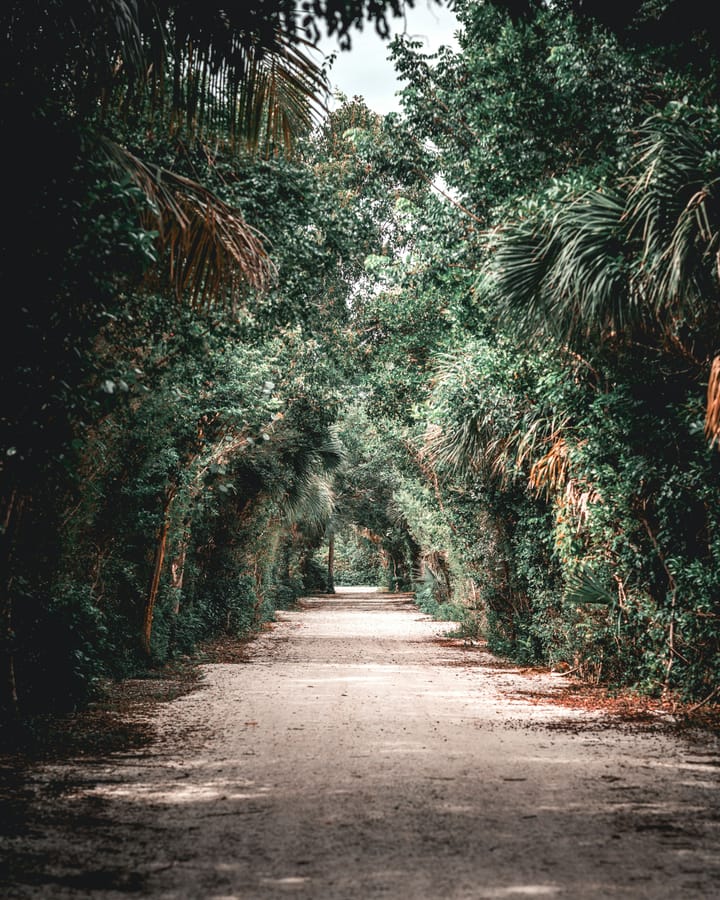 A quiet dirt path stretches forward beneath a canopy of dense, arching green trees.
