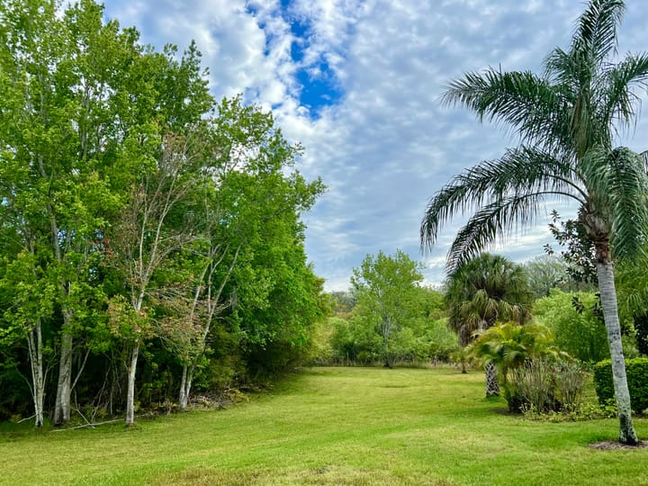 A wide grassy yard bordered by thick green trees and tall palms under a partly cloudy sky with a bit of blue shining through.