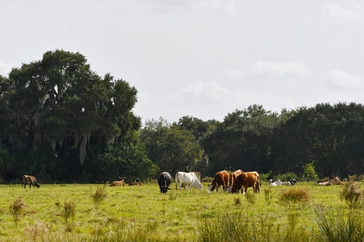 Buying a Home in Williston, Florida: What You Need to Know