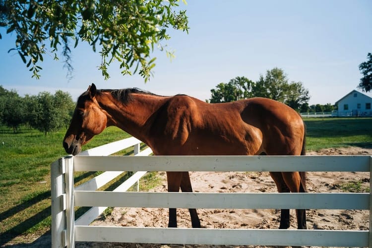 Williston Florida Horse Property: More Acreage Near WEC