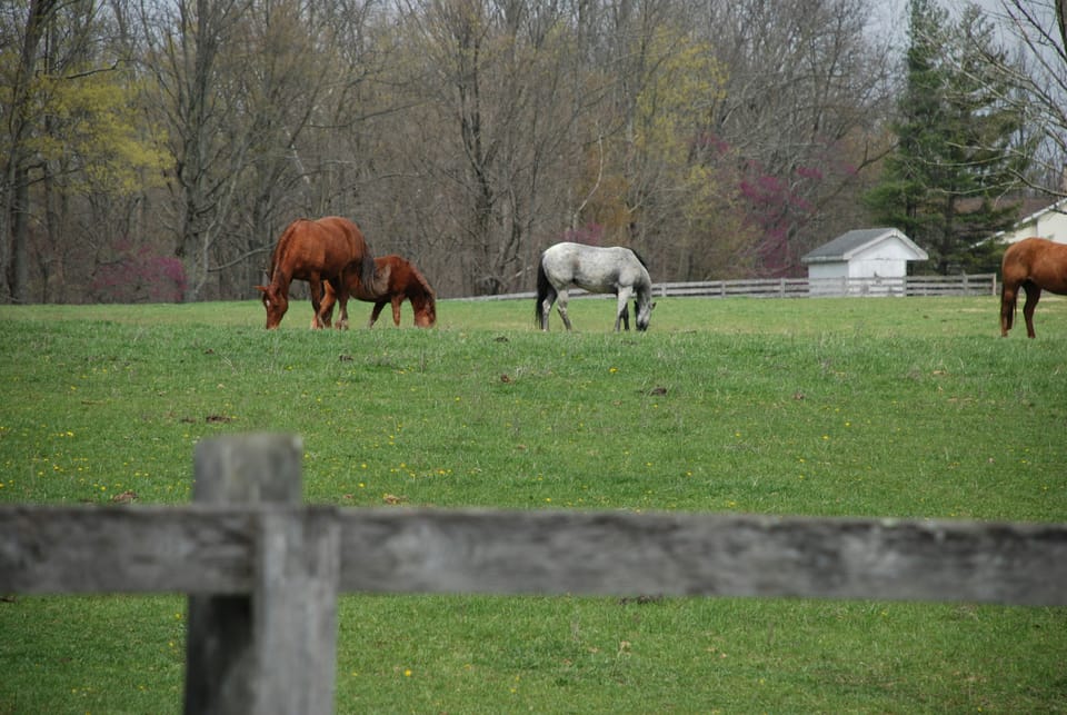 Why Buyers Are Choosing Ocala Over Orlando in 2026