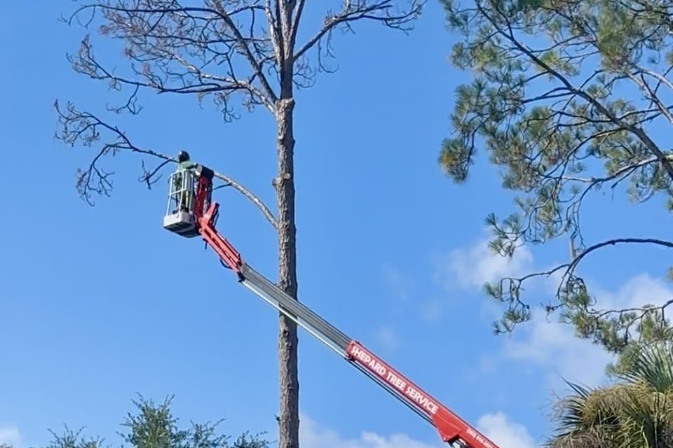 A red crane lifts a worker in a basket to trim a tall pine tree against a blue sky.