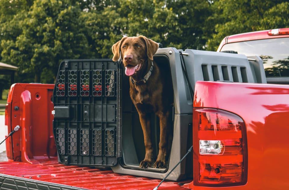 Selling a Home With Pets: Tips for Showings in Ocala & Central Florida