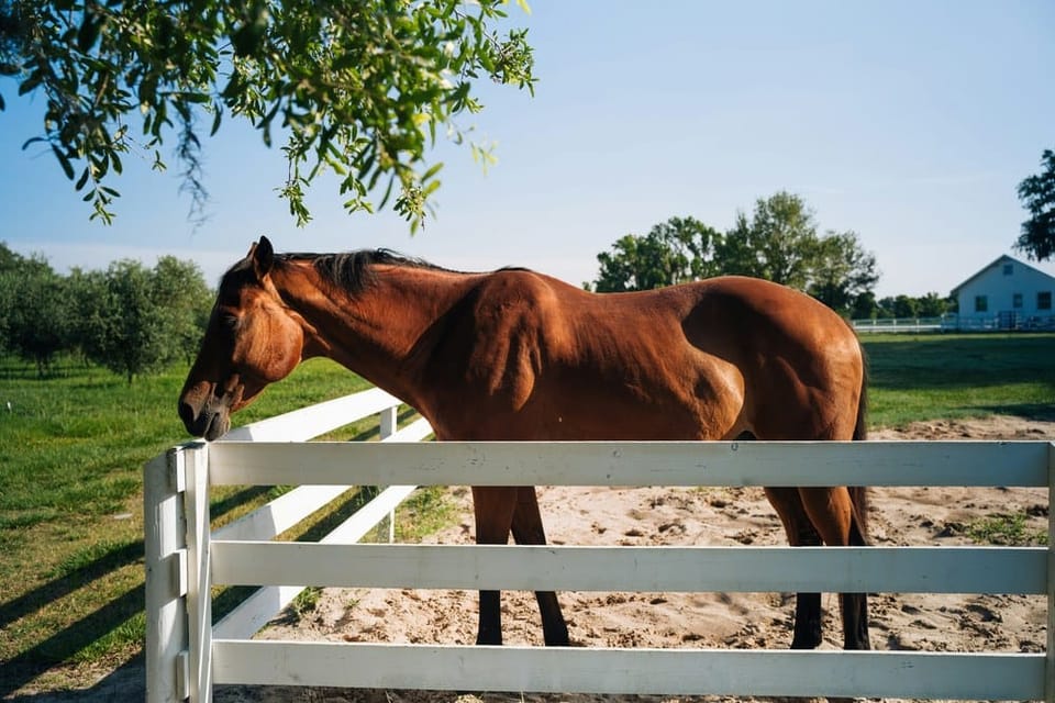 A bay horse rests its head over a white pasture fence on a sunny Florida farm.